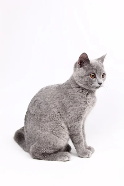 Cute grey cat — Stock Photo, Image