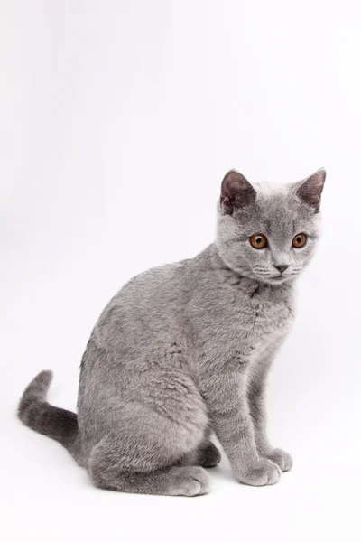 Cute grey cat — Stock Photo, Image