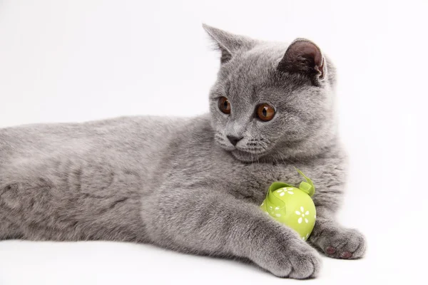 Cute grey cat playing with a easter egg — Zdjęcie stockowe