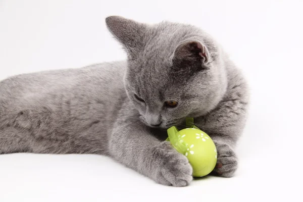 Gato cinza bonito brincando com um ovo de Páscoa — Fotografia de Stock