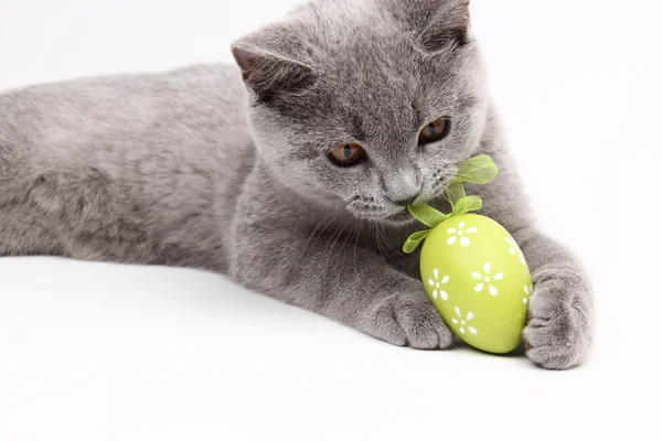 Милая серая кошка играет с пасхальным яйцом — стоковое фото