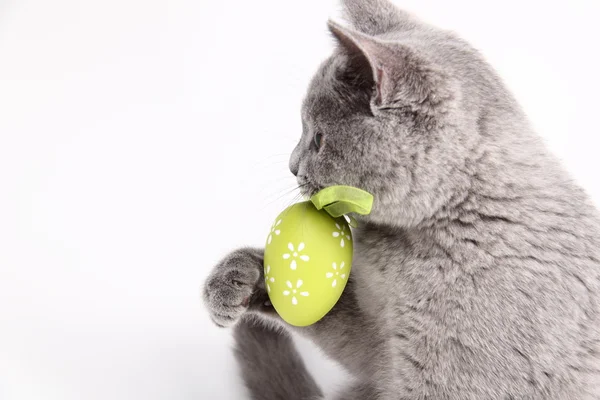 Cute grey cat playing with a easter egg — Zdjęcie stockowe