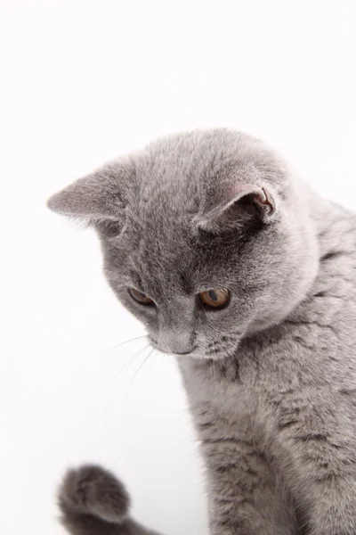 Gato cinzento bonito — Fotografia de Stock