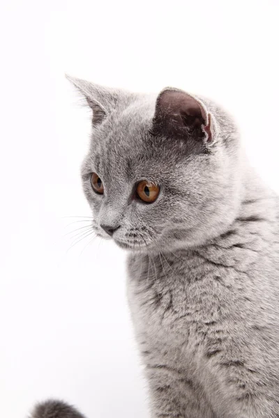 Lindo gato gris —  Fotos de Stock