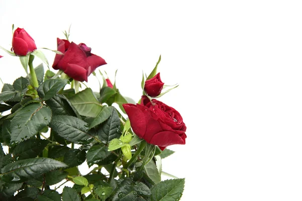 Червоні троянди — стокове фото