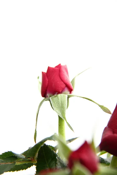 Rose rosse — Foto Stock