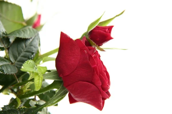 Rote Rosen — Stockfoto