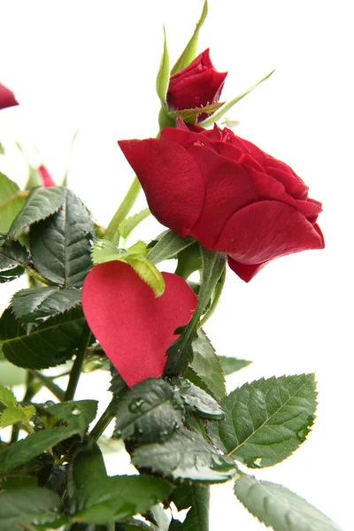 Rose rosse con cuore — Foto Stock