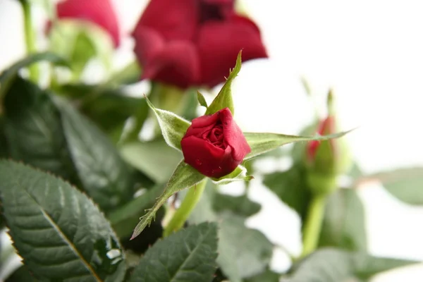Red roses — Stock Photo, Image