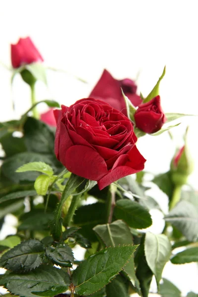 Rose rosse — Foto Stock