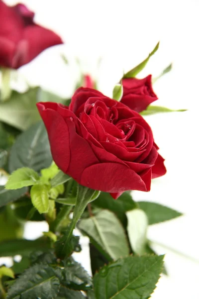 Rose rosse — Foto Stock