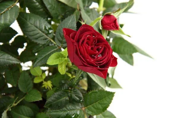 Red roses — Stock Photo, Image