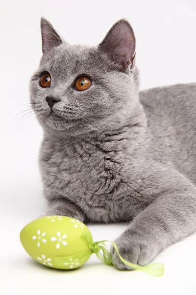 Милая серая кошка играет с пасхальным яйцом — стоковое фото