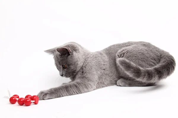 Niedliche graue Katze spielt mit rotem Ball — Stockfoto