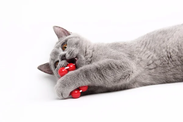 Симпатичная серая кошка, играющая красным мячом — стоковое фото