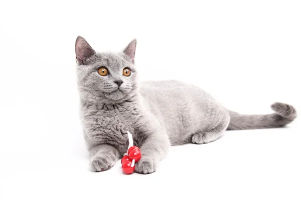 Lindo gato gris jugando con bola roja — Foto de Stock