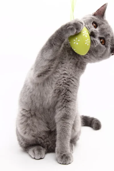 Gato cinza bonito brincando com um ovo de Páscoa — Fotografia de Stock