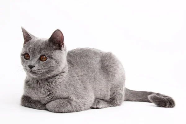 Gato cinzento bonito — Fotografia de Stock