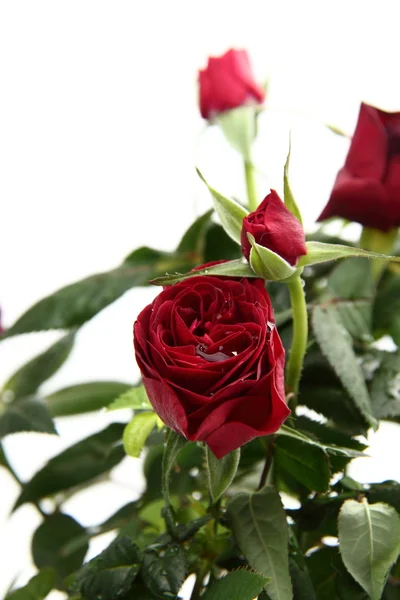 Rose rosse — Foto Stock