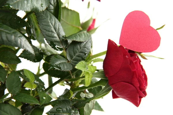 Červené růže se srdcem — Stock fotografie