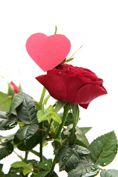 Rose rosse con cuore — Foto Stock