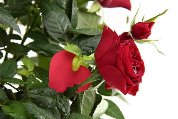 Red roses with heart — Stock Photo, Image