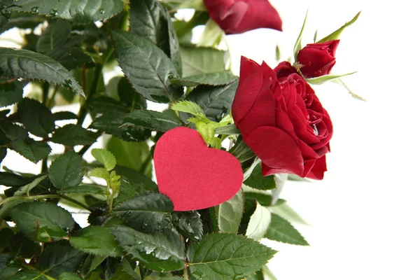 Rose rosse con cuore — Foto Stock