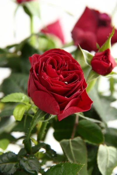 Rose rosse — Foto Stock