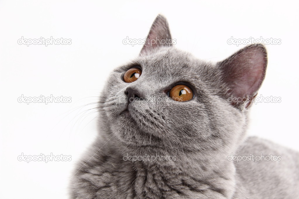 Cute grey cat