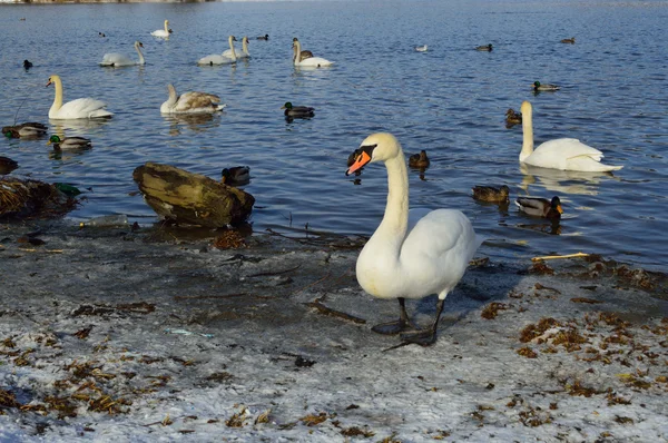 Cisne branco no inverno — Fotografia de Stock