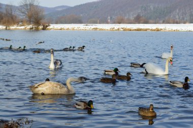 Beyaz Kuğu ve kış zamanında Gölde ördekler