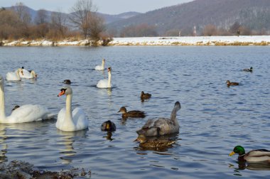 Beyaz Kuğu ve kış zamanında Gölde ördekler