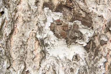 güzel doğa güzel açık görüntü