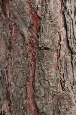 güzel doğa güzel açık görüntü