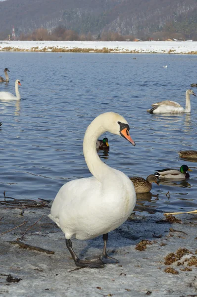 Cisne blanco en invierno —  Fotos de Stock