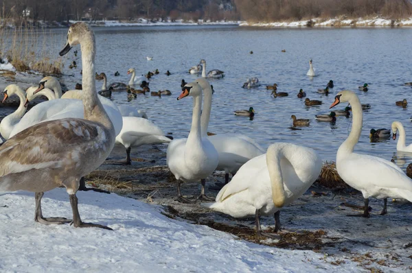 Cygnes et canards sur le lac en hiver — Photo