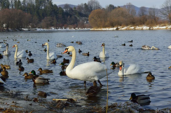 Cygnes et canards sur le lac en hiver — Photo