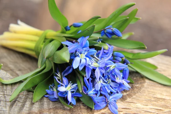 Blue Scilla — Stock Photo, Image