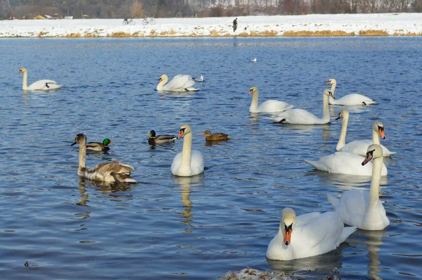 Cisnes y patos en el lago en invierno —  Fotos de Stock