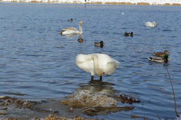 Cisne blanco en invierno . —  Fotos de Stock