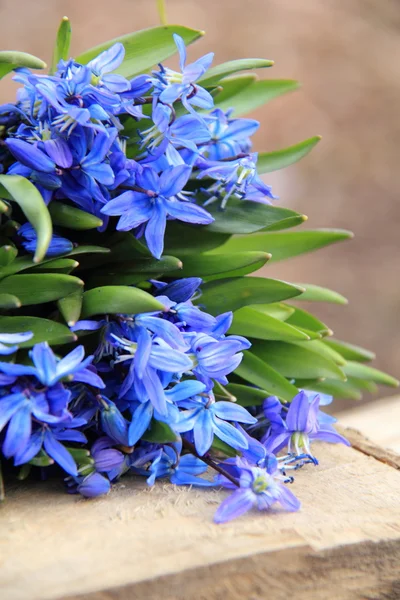 Blue Scilla — Stock Photo, Image