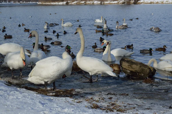 Лебеди и утки на озере в зимнее время — стоковое фото