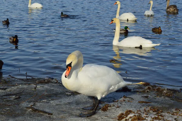 冬時間で白い白鳥 — ストック写真