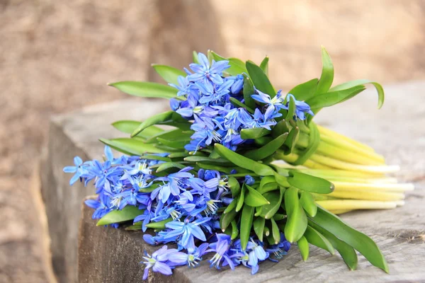 Blauwe scilla — Stockfoto