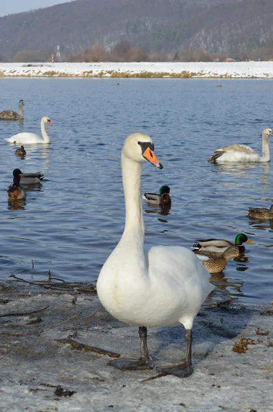 Cisne branco no inverno — Fotografia de Stock