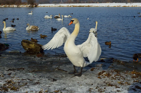 Cisne branco no inverno — Fotografia de Stock