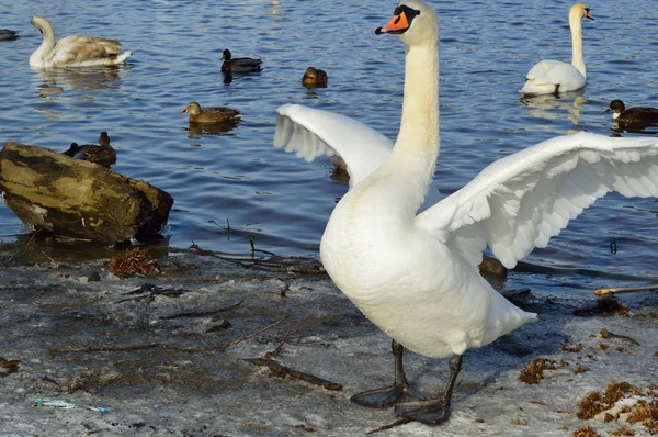 Hvit svane om vinteren – stockfoto