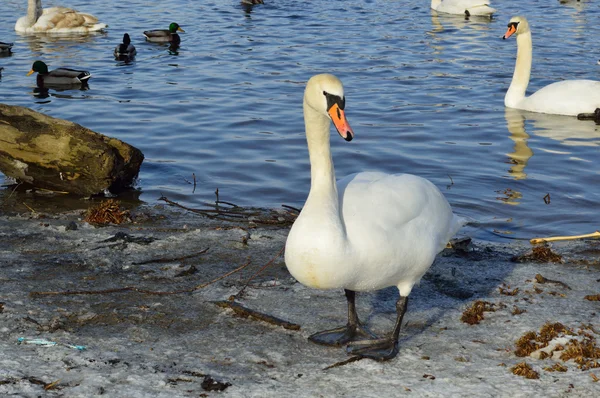 Cygne blanc à l'heure d'hiver — Photo