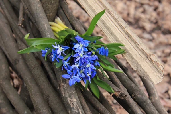 Blaue Scilla — Stockfoto