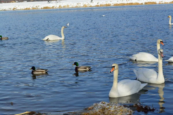 Cisnes blancos y patos en el lago en invierno —  Fotos de Stock